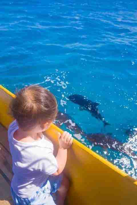 Toddler curiously looking over giant trevally