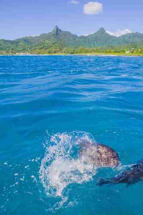 Giant trevally jumping out of the water