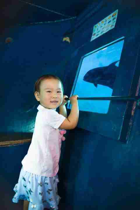 Giant Trevally up close from the sub, toddler smiling