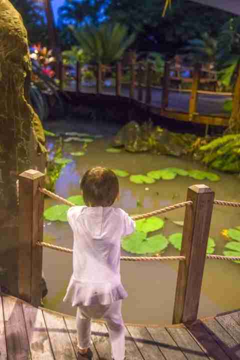 Toddler overlooking lotus leaves in a pond at the entrance of Te Vara Nui