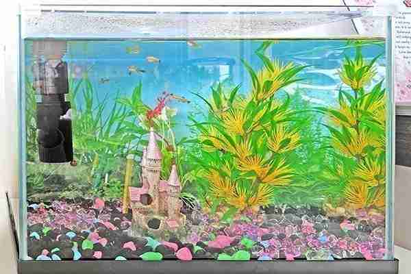 mini aquarium