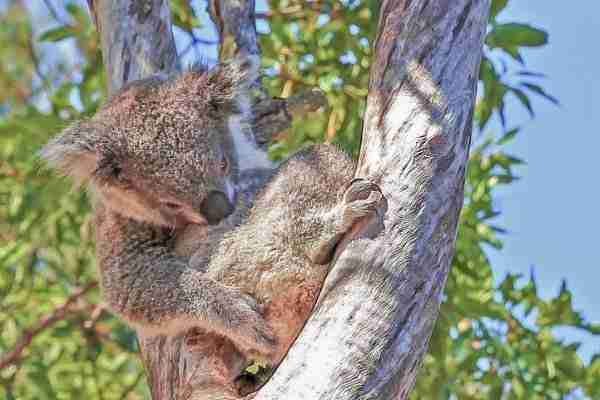 Koala at Sydney Taronga Zoo Australia