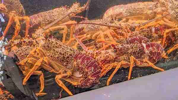 Auckland-Fish-Market-Lobster-Crayfish-Fishmonger-Sanford-Sons-Seafood-Lover-Foodie-Review-Travel-Guide