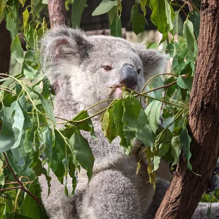 koala park sanctuary sydney