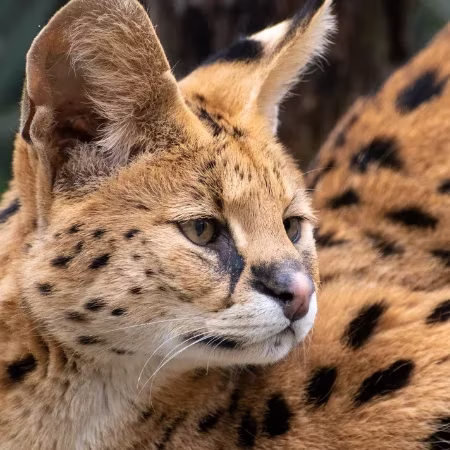 mogo wildlife park