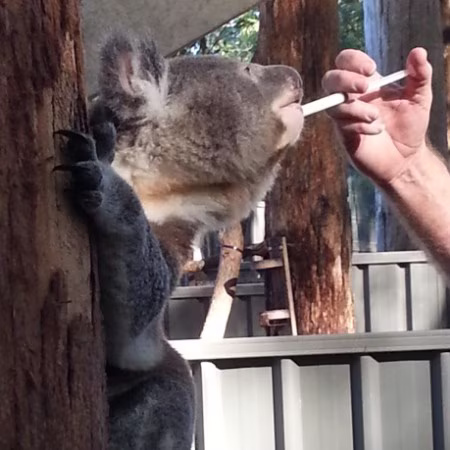 port macquarie koala hospital