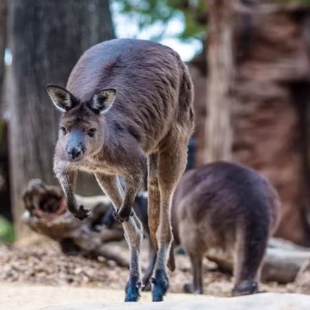 wild life sydney zoo entry tickets