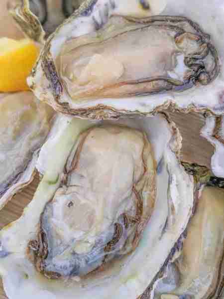 Chilled Half Shell Jumbo Oysters at Clevedon Coast Oysters New Zealand