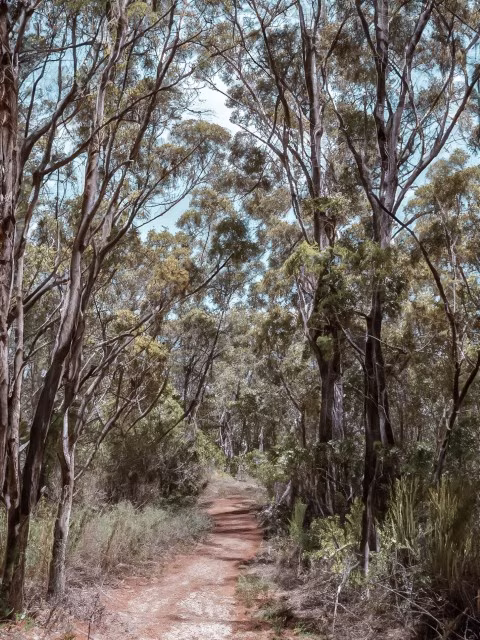 Blue Gum Walk Hiking Gum Trees Hornsby Sydney Australia Travel Blog Kida