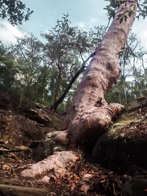 Blue Gum Walk Hiking Gum Trees Hornsby Waitara Creek Sydney Australia Travel Blog Kida