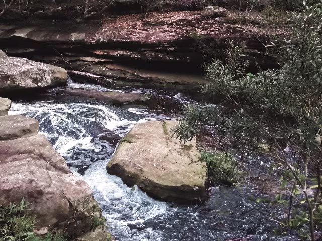 Blue Gum Walk Hornsby Waitara Creek Australia Travel Blog Kida