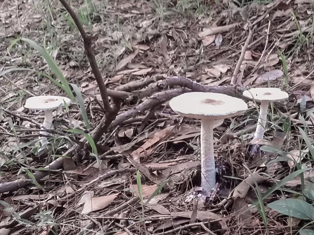 Mushrooms growing out of the ground