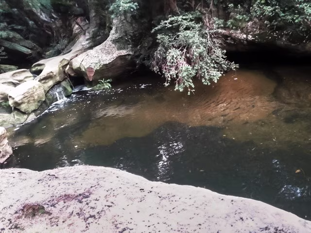 Blue Gum Walk Hornsby Waitara Creek Sydney Australia Travel Blog Kida