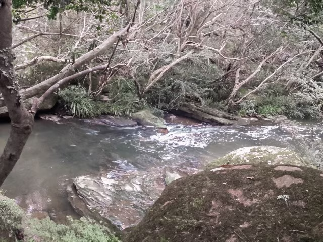 Blue Gum Walk Hornsby Waitara Creek Sydney Hiking Australia Travel Blog Kida