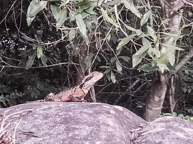 Water dragon Blue Gum Walk Hornsby Sydney
