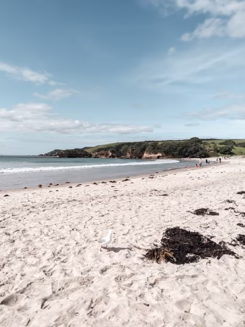 Tawharanui Regional Park Auckland Anchor Bay Beach Family Guide Kida