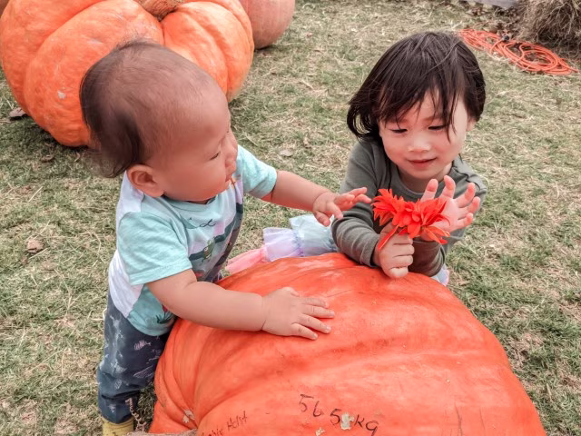 The Kumeu Show Auckland Giant Pumpkin Patch Family Blog Kida