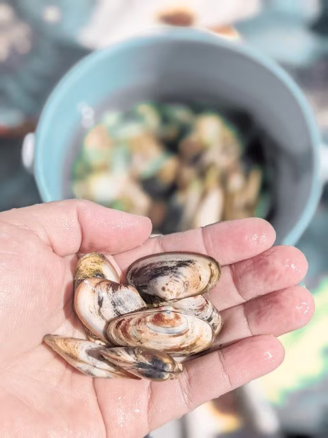 Pakiri Beach Holiday Park Review Pipi Family Things To Do Attraction Activities Goat Island Auckland New Zealand Travel Blog Kida
