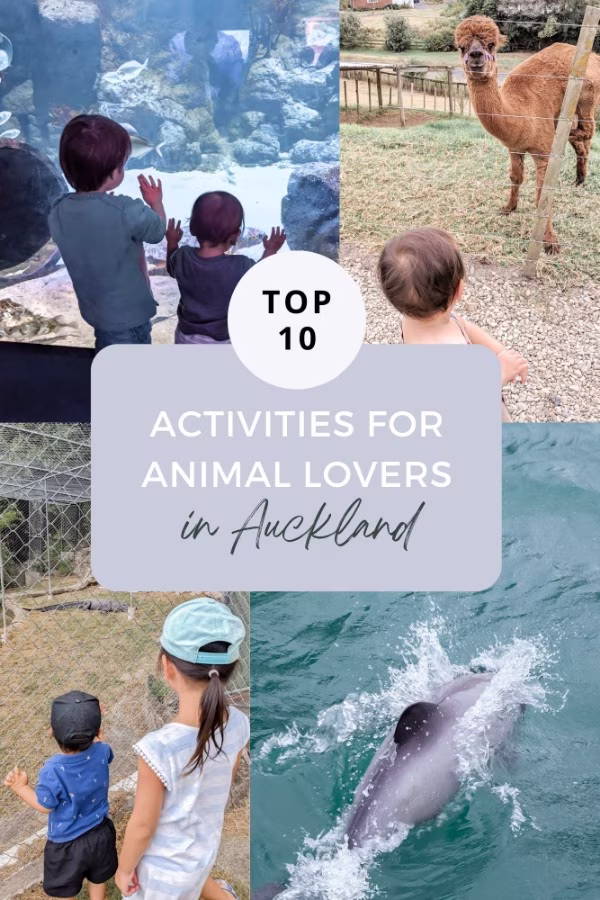 Activities Attractions Encounters Animal Lovers Auckland Things To Do Family Travel Blog Kida Featured