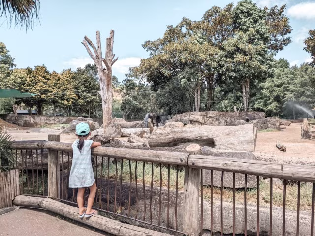 Activities for Animal Lovers in Auckland Africa Safari Attractions Things To Do Wildlife Family Travel Blog Kida