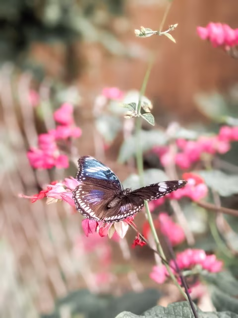 Auckland Butterfly Creek 