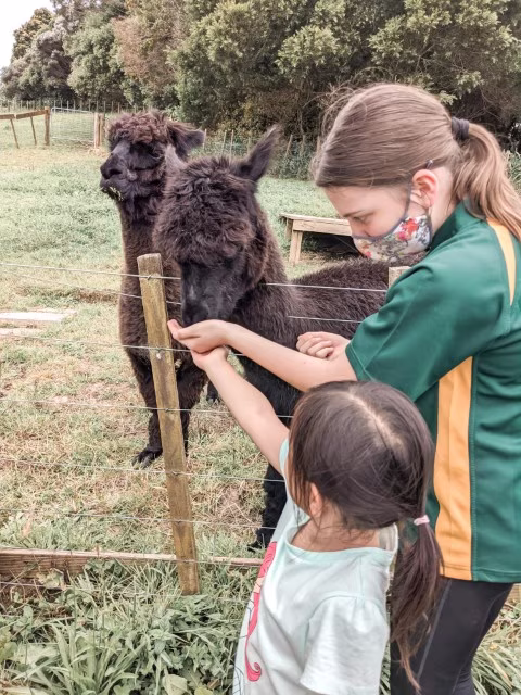 a girl feeding at Clevedon Animal Farm Auckland wildlife experience