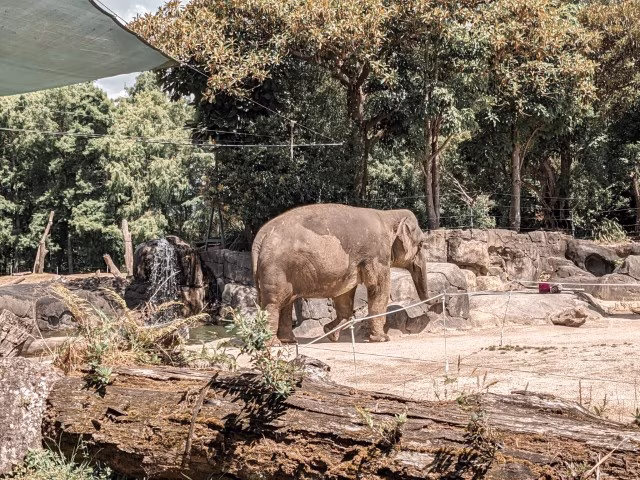 Elephant at Auckland zoo