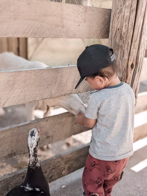 Activities for Animal Lovers in Auckland Farm Feeding Attractions Things To Do Wildlife Family Travel Blog Kida