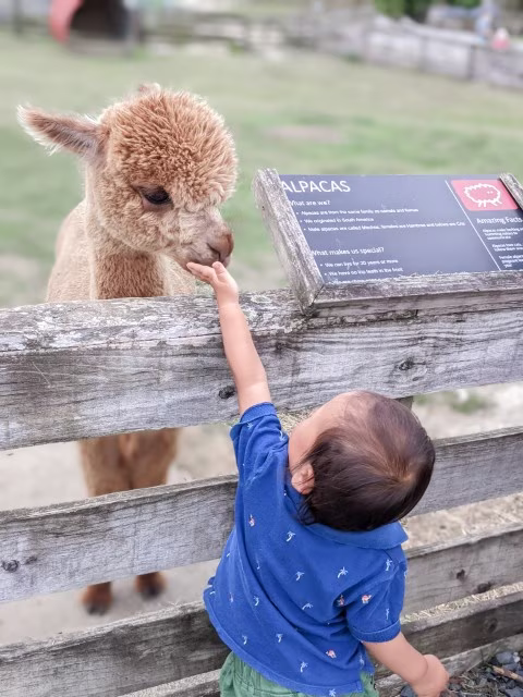 Toddler feeding alpaca at SheepWorld Auckland