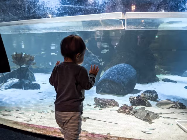 Toddler pressing against the aquarium window Kelly Tarlton Aquarium