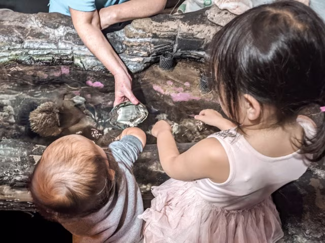 Kids touch and feel Kelly Tarlton Aquarium