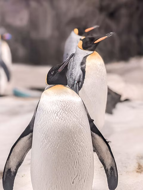 Kelly Tarlton Sea Life Aquarium Penguin Discovery Auckland Wildlife Animal Lovers