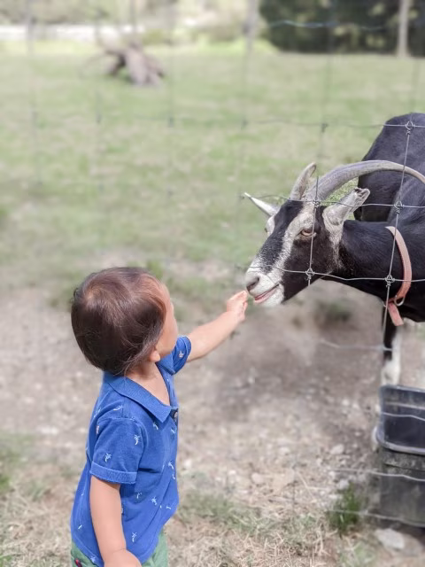 Activities for Animal Lovers in Auckland Kids Feeding Goats Attractions Things To Do Wildlife Family Travel Blog Kida
