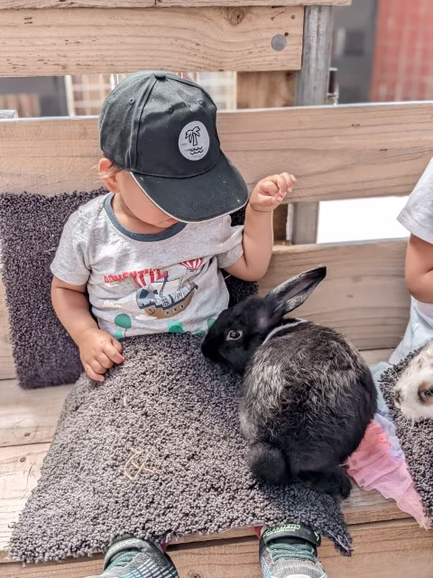 Activities for Animal Lovers in Auckland Petting Rabbit Attractions Things To Do Wildlife Family Travel Blog Kida