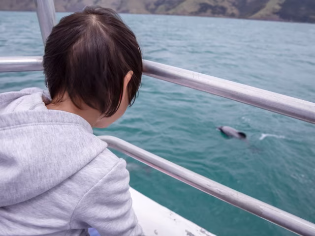 Toddler looking at a dolphin Auckland Whale & Dolphin Cruise