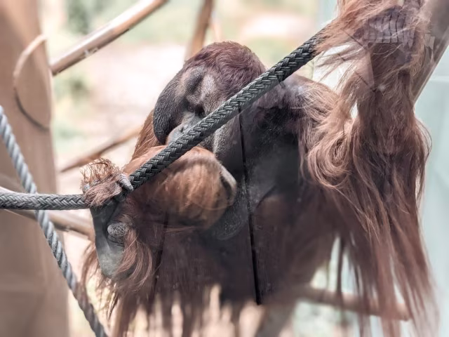 Auckland Zoo Orangutan 