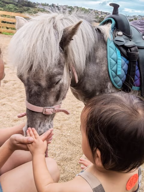 Activities for Animal Lovers in Auckland Zoo Pony Ride Kiwi Valley Attractions Things To Do Wildlife Family Travel Blog Kida