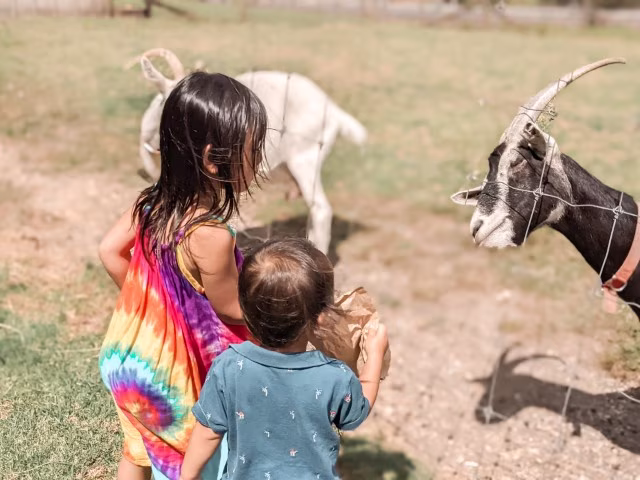 Kids feeding goats in SheepWorld Auckland