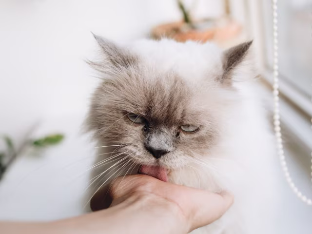 Animal Lovers Auckland Cat Cafe