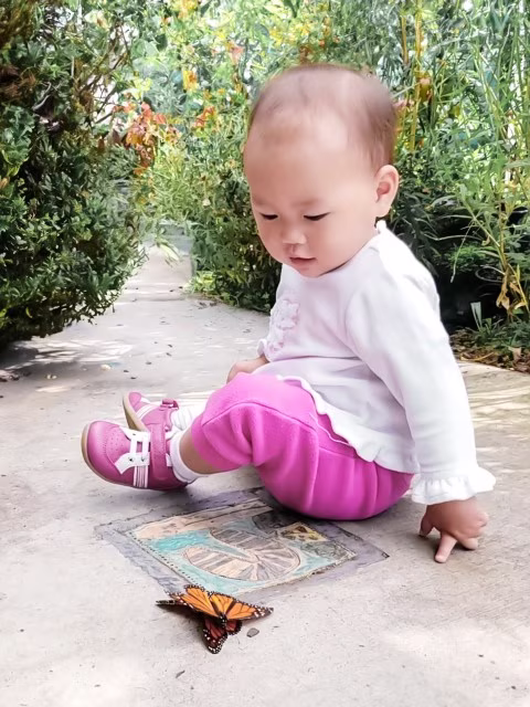 Toddler looking at a butterfly West Lynn Gardens Butterfly House Auckland