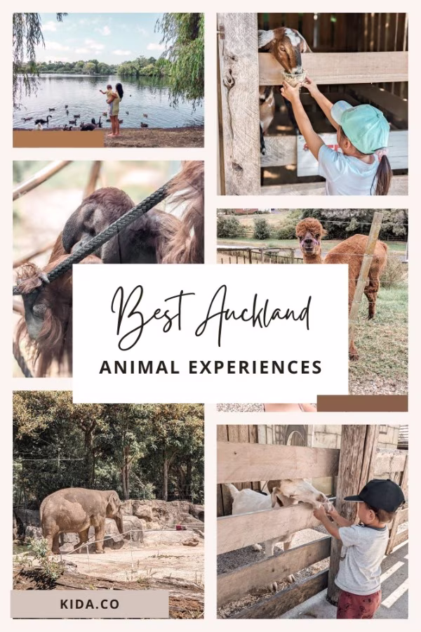 Best Activities for Animal Lovers in Auckland Family Travel Blog Kida Featured