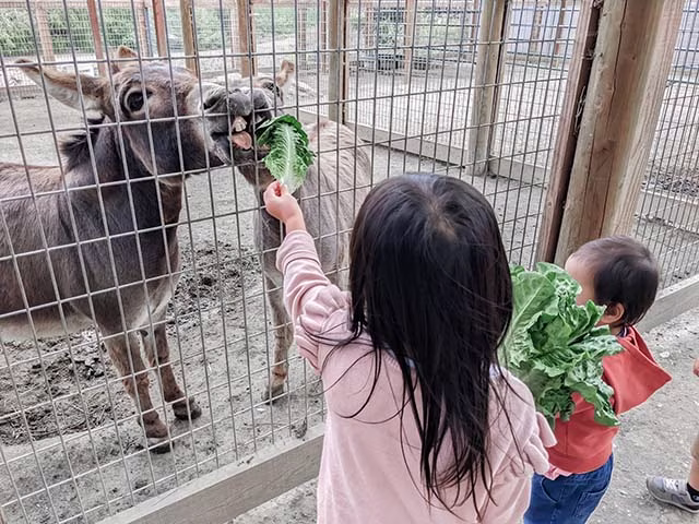 a delightful moment of a family travelling the world, with the children feeding animals at Avila Valley Barn Farm on the California Coast. The children, engrossed in their activity, are seen interacting with a goat, offering it food from their hands. The setting is rustic and charming, with the barn and the greenery in the background. This image beautifully encapsulates the joy of family travel and the unique experiences it offers.