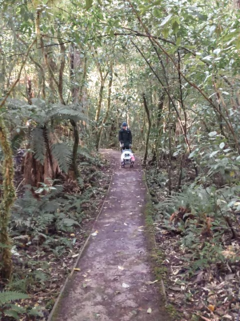 Things To Do In Mt Ruapehu Tongariro Ohakune Rimu Walk Family Kids Top Attraction Whakapapa Turoa Travel Blog New Zealand Kida