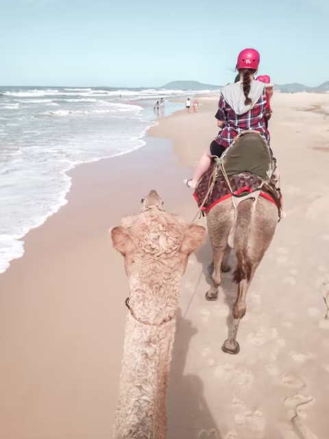Family camel riding on Sydney to Brisbane road trip, east coast of Australia, near Port Macquarie.