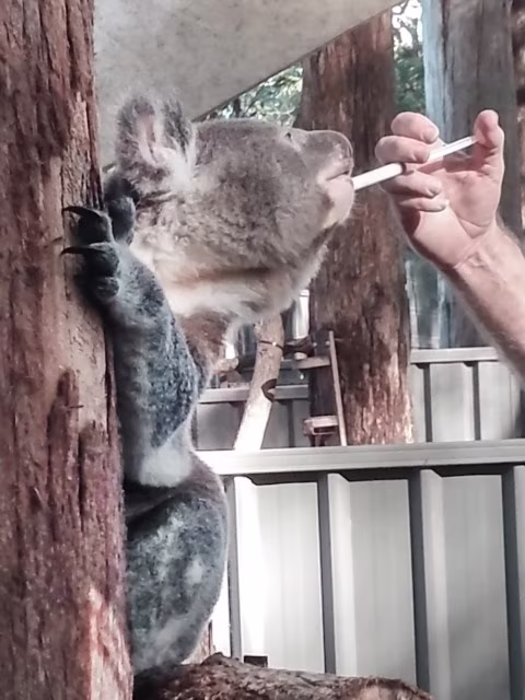 Port Macquarie Koala Hospital on Sydney to Brisbane East Coast of Australia road trip.