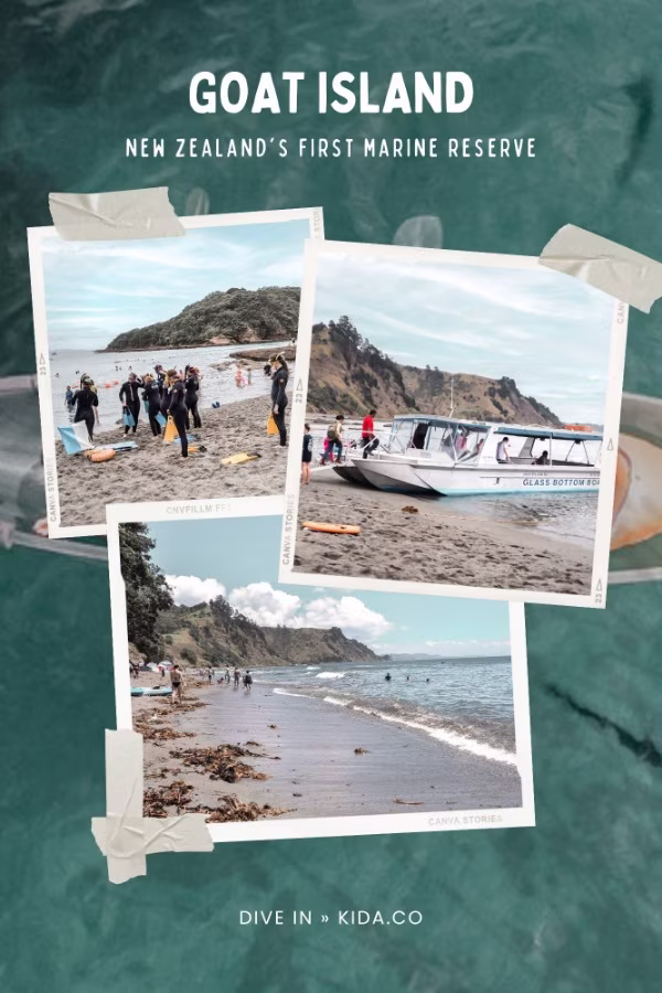 Goat Island Things To Do Attractions Marine Reserve Snorkelling Activities Family Travel Guide Kida Featured