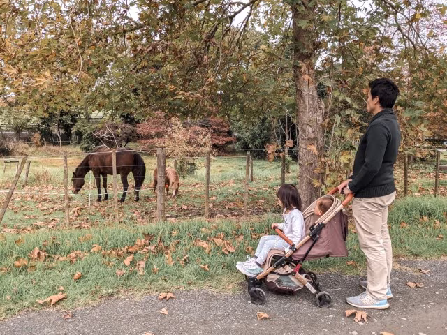 Matakana Country Park Horses Things To Do Family Road Trip Auckland Travel Blog Kida