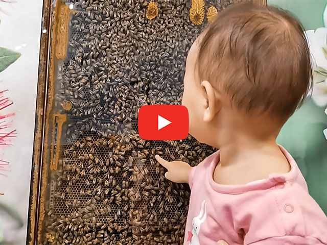 Honey Centre Toddler pointing to bees