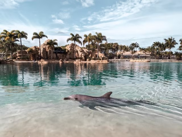 Sea World Resort Review Gold Coast Dolphin Discovery Family Guide Theme Parks Australia Travel Blog Kida