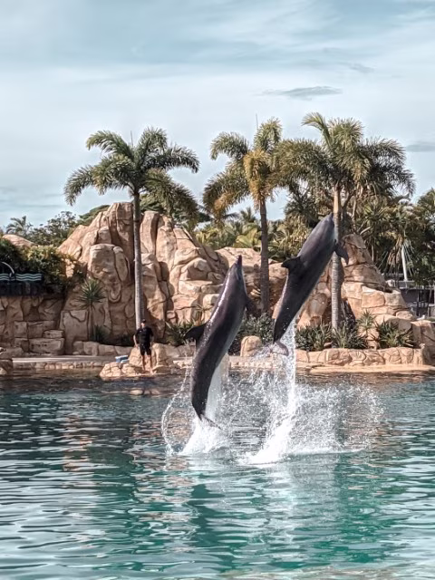 Sea World Resort Review Gold Coast Dolphin Show Family Guide Theme Parks Australia Travel Blog Kida